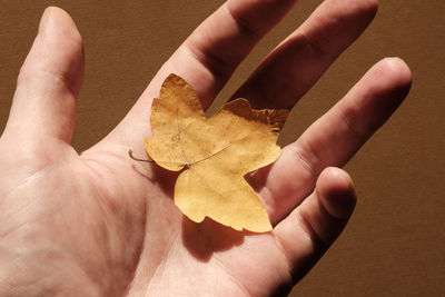 Close-up of hand holding maple leaf