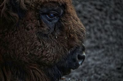 Close-up portrait of horse