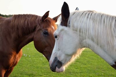 Horses in a field