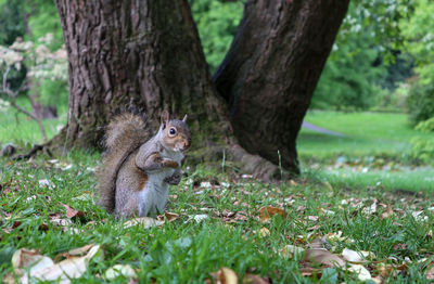 Squirrel on tree trunk