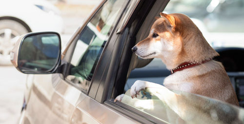 Adorable red shiba inu dog in a red collar looks out of the car window on a sunny summer day.