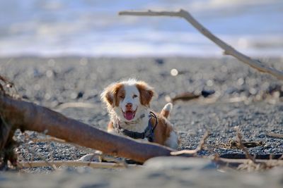 Portrait of dog on field