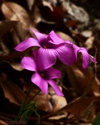 Close-up of pink flowering plant on field