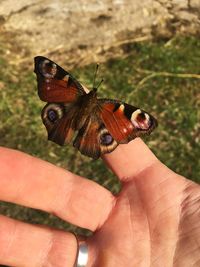 Close-up of butterfly perching on hand