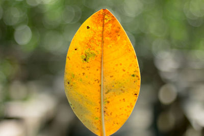 Close-up of yellow leaf on plant