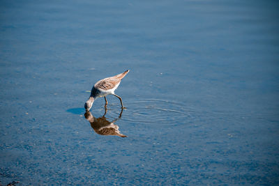 reflection