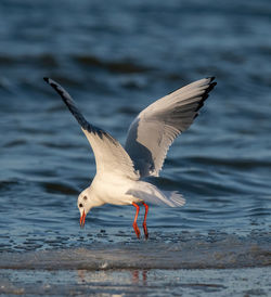 Bird flying over lake