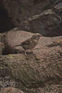 Vertical shot of a sparrow with worm in its beak in a zoo