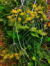 Close-up of flowering plant on land