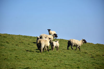 Sheep grazing on field against clear sky