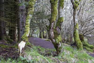 View of trees in forest