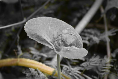 Close-up of plant against blurred background