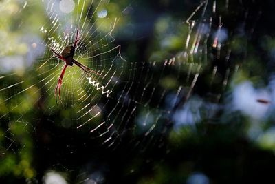 Close-up of spider web