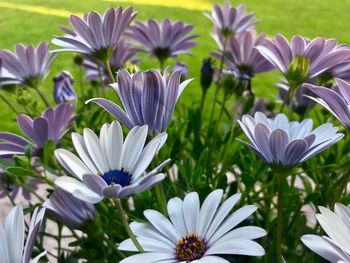 Close-up of purple flowers