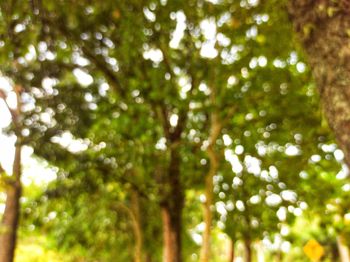 Low angle view of trees in forest