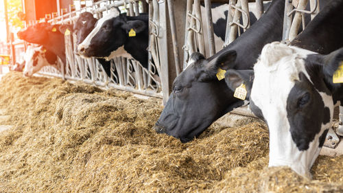 Dairy farm animal husbandry. the cows are in the stall.