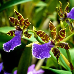 Close-up of purple flower