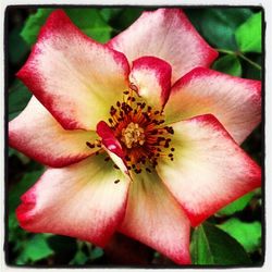 Close-up of pink flower