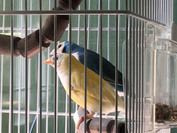 View of bird in cage