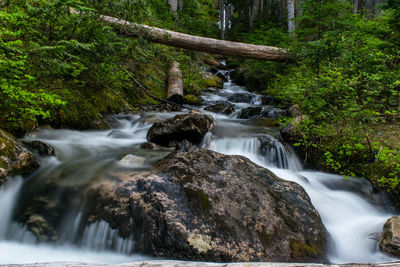 Scenic view of waterfall in forest