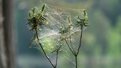 Close-up of insect on plant