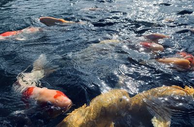 High angle view of koi fish in sea