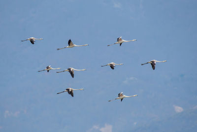 Low angle view of birds flying