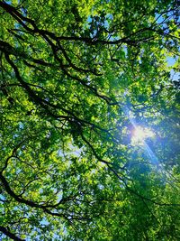 Low angle view of sunlight streaming through trees