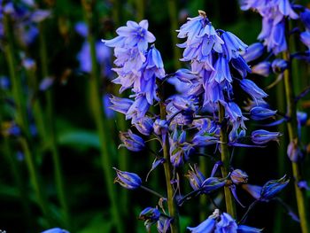 Close-up of purple flowers blooming outdoors