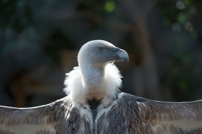 Close-up of vulture