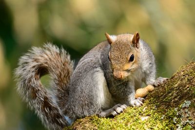 Squirrel outdoors