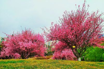Pink flowers on tree in park