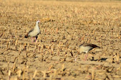 View of birds on land