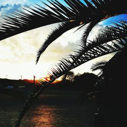 Silhouette palm trees against sky during sunset