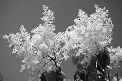 Close-up of cherry blossom tree against sky