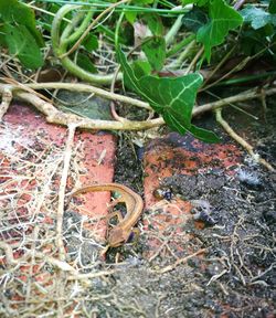 High angle view of lizard on rusty plant