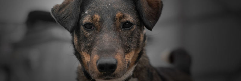 Close-up portrait of dog