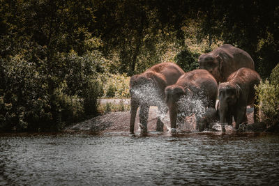 View of elephant in lake at forest