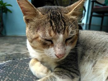 Close-up of cat sitting outdoors