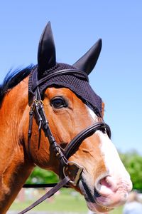 Close-up of horse in ranch against sky