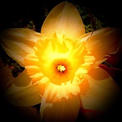 Close-up of yellow flower