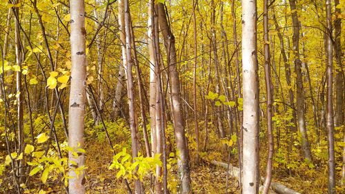 Full frame shot of tree trunks in forest