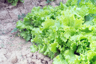 High angle view of fresh green plants