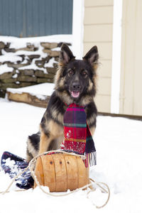 Vertical view of gorgeous long-haired young german shepherd sitting in sled staring intently