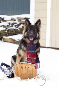 Portrait of dog sitting in snow