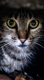 Close-up portrait of cat