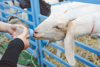 Close-up of hand eating