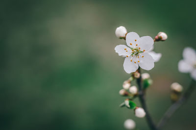 Close-up of white cherry blossoms