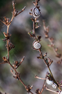 Close-up of snail on tree