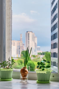 Close-up of potted plant on window sill